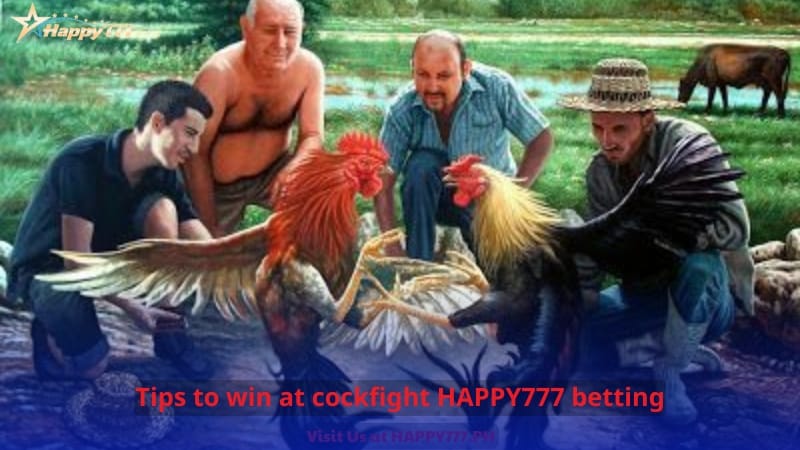 Tips to win at cockfight HAPPY777 betting